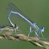 Platycnemis pennipes